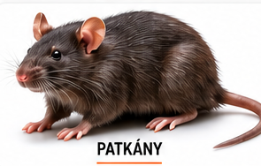 Patkányirtás – InsectPRO