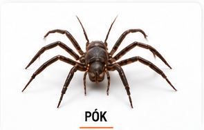 Pókok elleni védekezés – InsectPRO